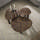 Teak rust brown